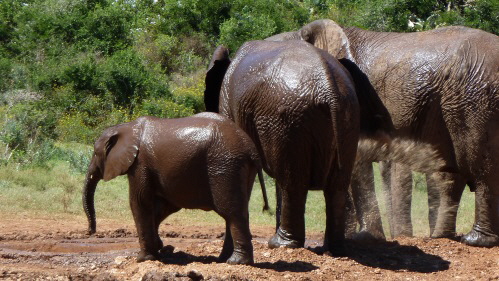 Elefanten im Addo — Bild 3