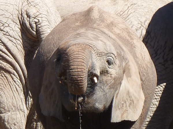 Elefant im Addo Elephant Nationalpark Elefant im Addo Elephant Nationalpark