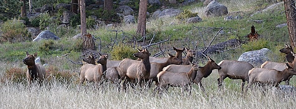 Hirsche im Rocky Mountain NP — Bild 1