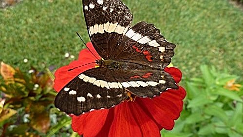 Schmetterling