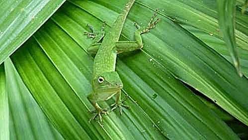 Lizard Lizard