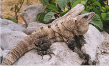 Leguan in Tulum