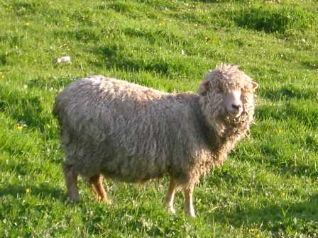 Schafe gibt es in Schottland reichlich