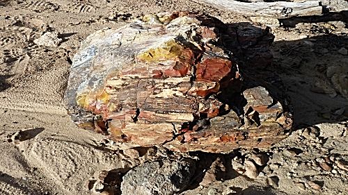 Versteinertes Holz im Escalante State Park