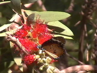 Schmetterling
