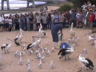 Pelikan-F�tterung auf Phillip Island