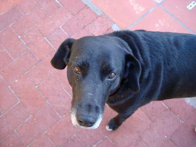 "Unser" Hund Paddy "Unser" Hund Paddy