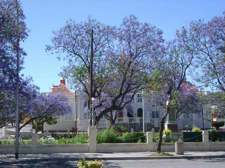 Blühende Jaccaranda-Bäume inGraaf Reinet