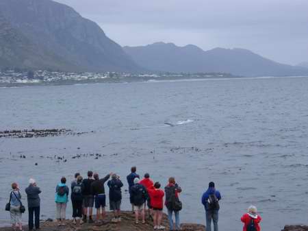 Whale Watching in Hermanus