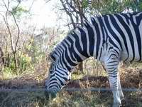 im Hluhluwe Nationalpark
