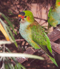 Farbenpr�chtige Papageien im rainbow Jungle in Kalbarri