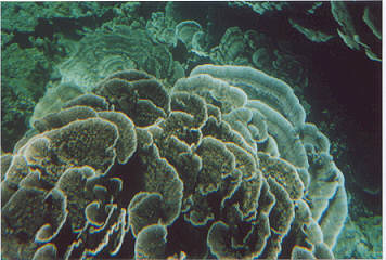 Die Unterwasserwelt von Coral Bay
