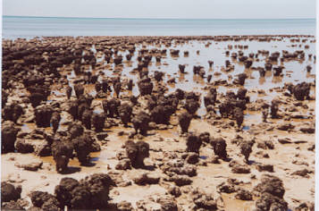 Stromatolithen am Hamelin Pool