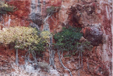 Yardie Creek