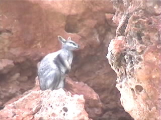 Ein Rock-Wallaby