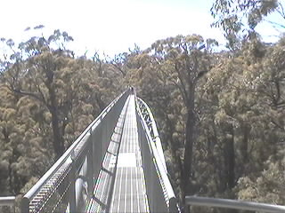 Tree Top Walk