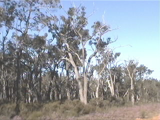 Wald zwischen Margaret River und Pemberton